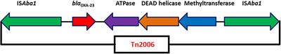 Genomic Characterization of Mobile Genetic Elements Associated With Carbapenem Resistance of Acinetobacter baumannii From India